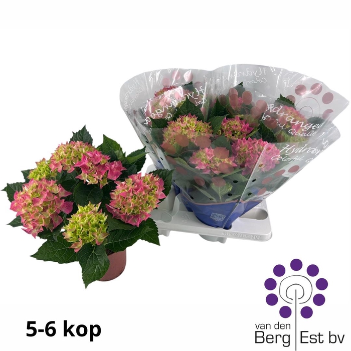 <h4>HYDR M HI MEADOW</h4>