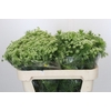 Ammi Visnaga