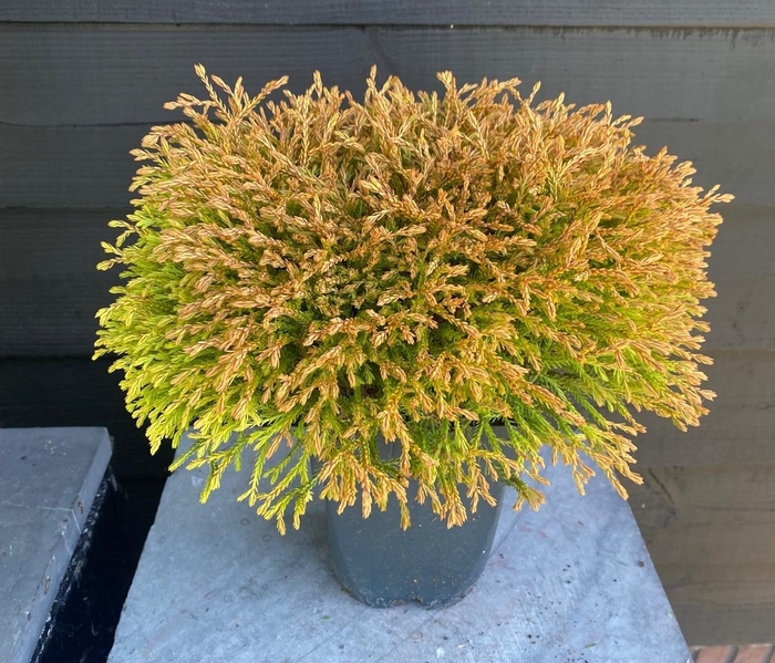 <h4>Thuja occ. 'Golden Tuffet' P17</h4>
