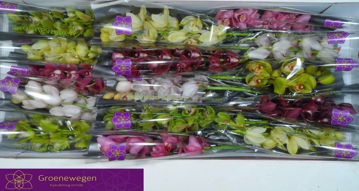 <h4>CYMB MI GEM</h4>