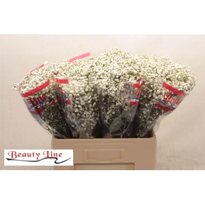 GYPS PA BEAUTY BRIDE