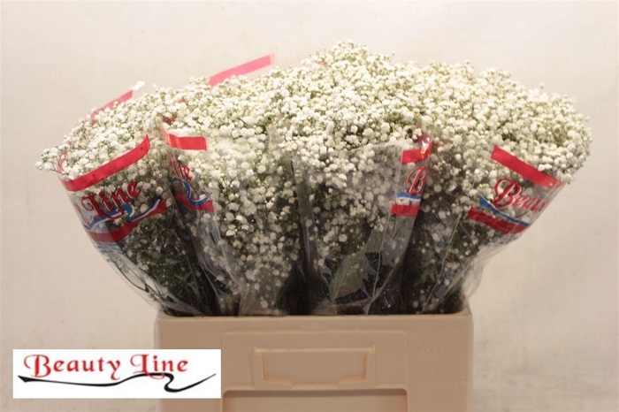 <h4>GYPS PA BEAUTY BRIDE</h4>