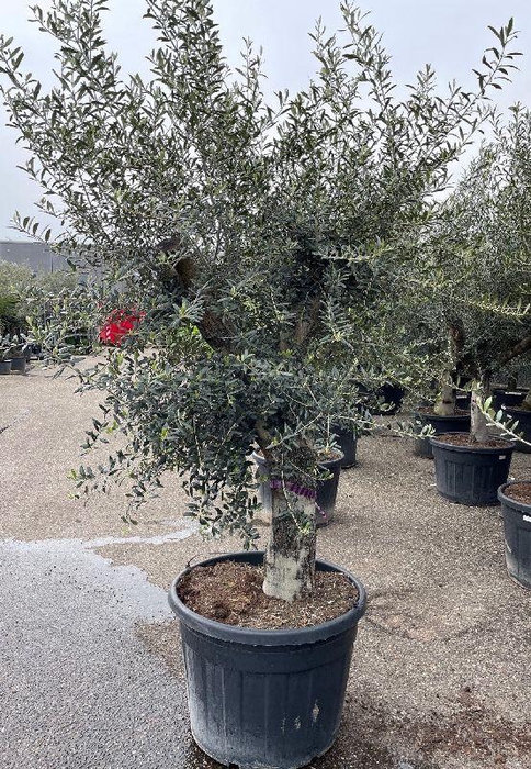 Olea europaea (Olijf) stam 100ltr, 40-60 laag vertakt