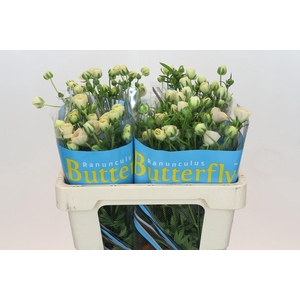 Ranunculus Butterfly Keramos