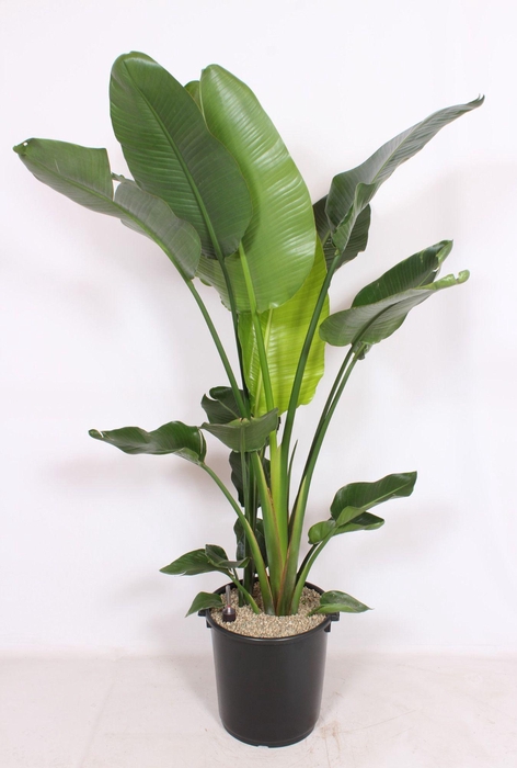 <h4>Strelitzia nicolai</h4>