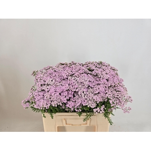 ACHIL M LILAC BEAUTY