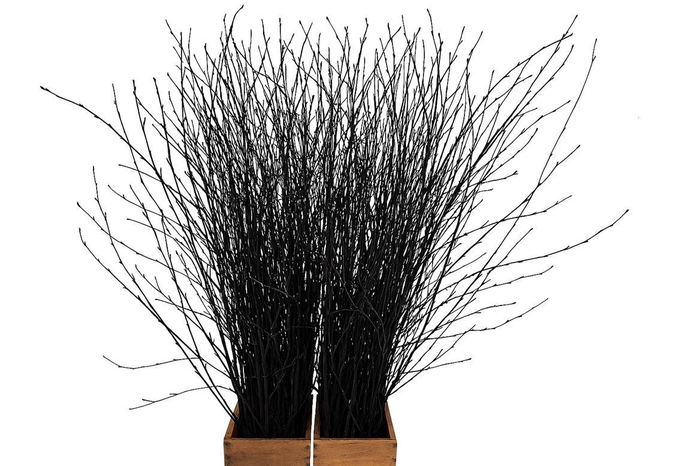 <h4>Berk 70cm Zwart Pbs</h4>