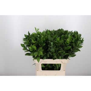 Ruscus