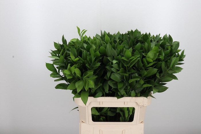 <h4>Ruscus</h4>