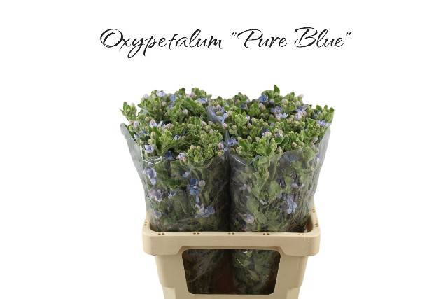 <h4>OXY CO TAN PURE BLU</h4>