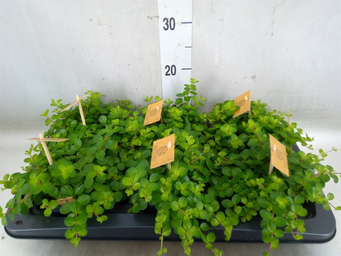 <h4>Peperomia rotundifolia</h4>