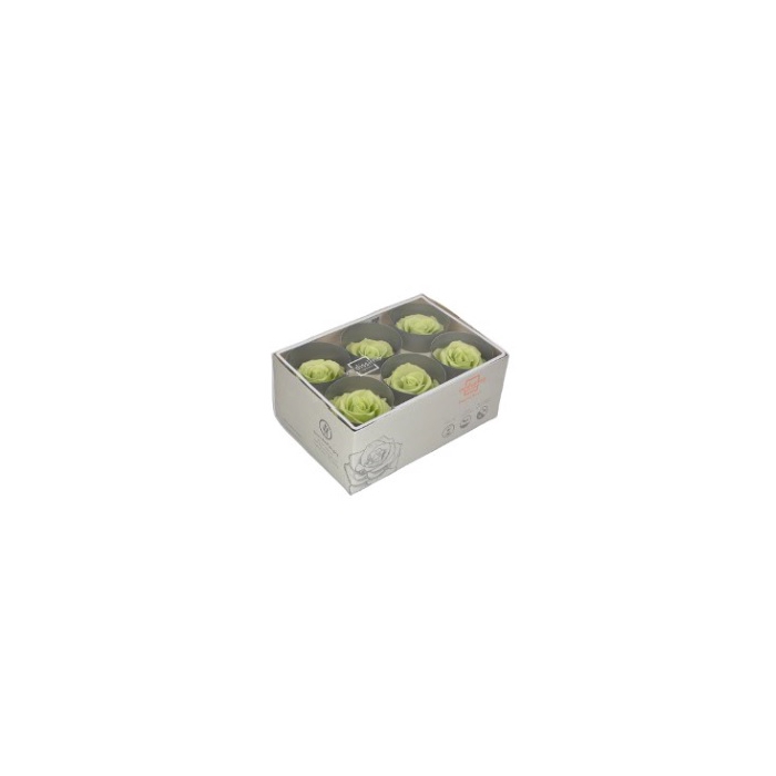 <h4>rose standard citrus green</h4>