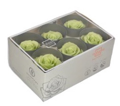 <h4>rose standard citrus green</h4>