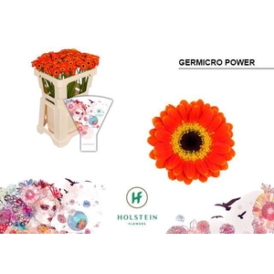 GE NA GERMICRO POWER Emmer Hoes x100