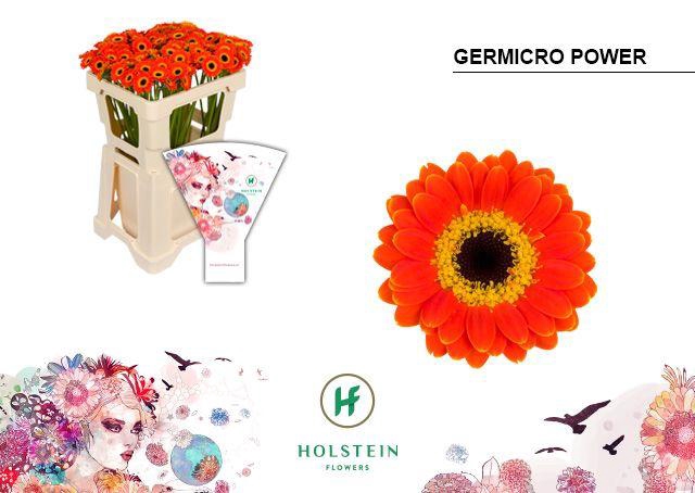 <h4>GE NA GERMICRO POWER Emmer Hoes x100</h4>