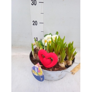 Arr.   Tuinplanten L%