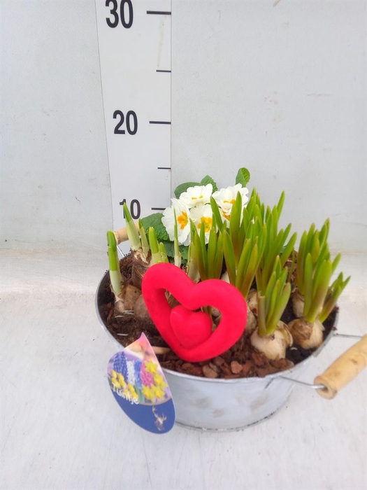 <h4>Arr.   Tuinplanten L%</h4>