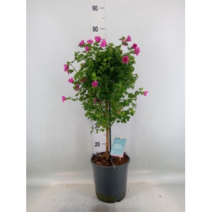 Anisodontea capensis 'Elega Prince'