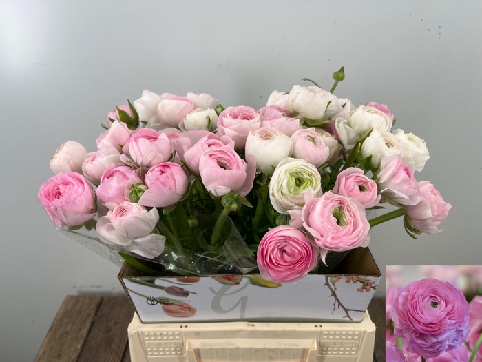 <h4>RAN EL PINK</h4>