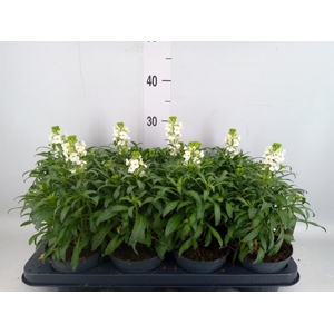 Erysimum  'Leya White'