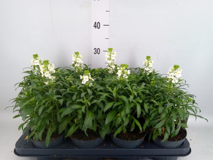 <h4>Erysimum  'Leya White'</h4>