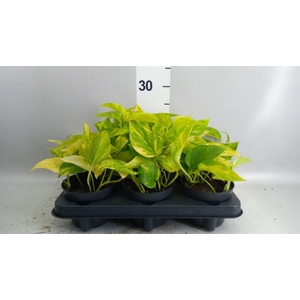 Epipremnum pinn. 'Hicolor'