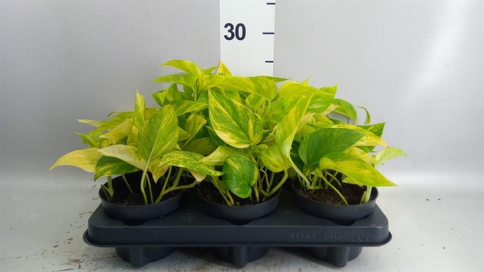 <h4>Epipremnum pinn. 'Hicolor'</h4>