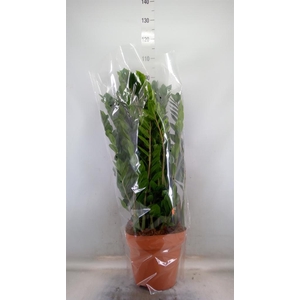 Zamioculcas zamiifolia