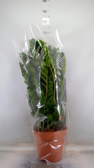 <h4>Zamioculcas zamiifolia</h4>