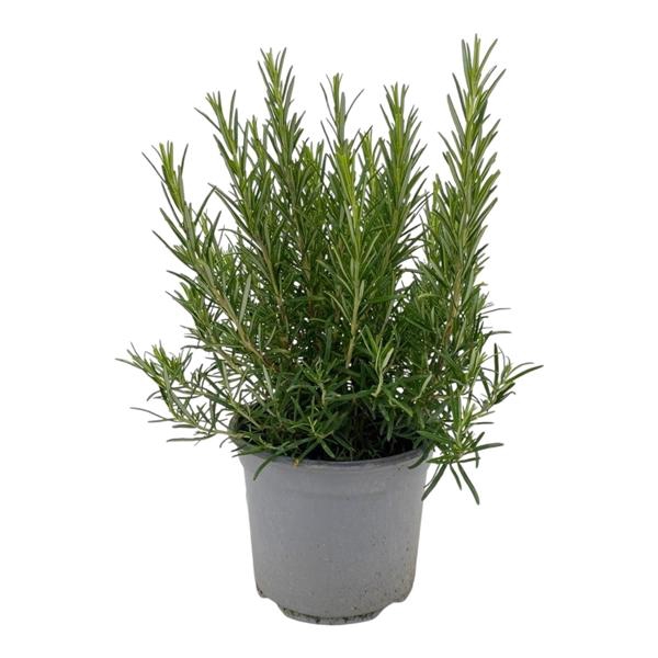 <h4>Rosmarinus officinalis overig</h4>