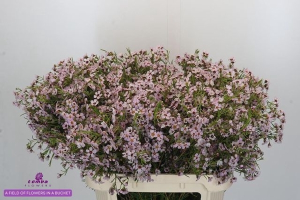 <h4>CHAME SEXY BLOOM</h4>