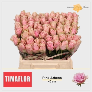 R GR PINK ATHENA