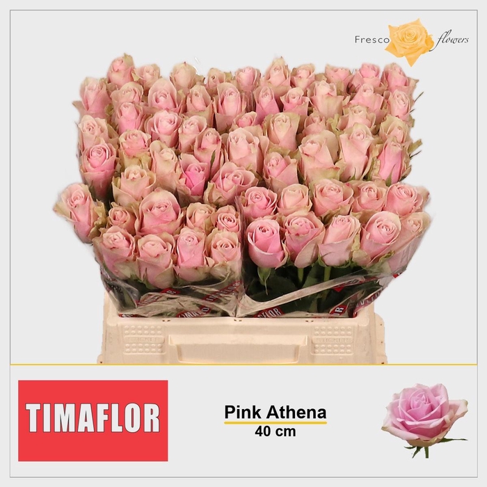 <h4>R GR PINK ATHENA</h4>