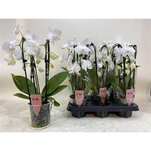 Phal An Leeds Cascade 3 Branches 18+