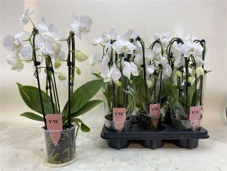 <h4>Phal An Leeds Cascade 3 Branches 18+</h4>
