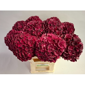 HYDR M MAG DARK RUBY