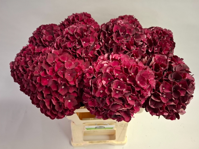 <h4>HYDR M MAG DARK RUBY</h4>