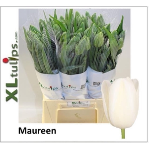 Tulipa FR Maureen