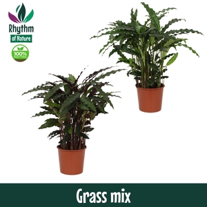 Calathea 17cm Grass mix - Living