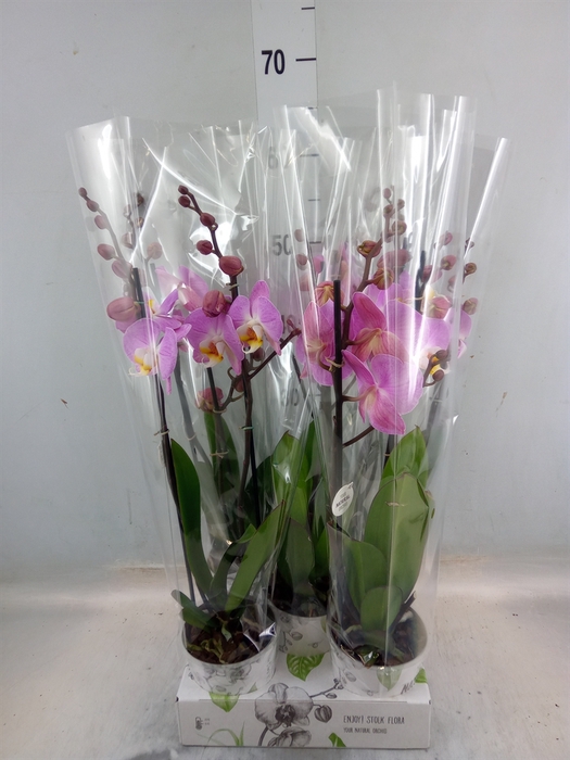 <h4>Phalaenopsis   ...rose</h4>