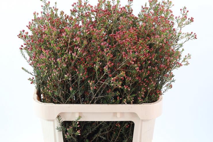 <h4>Cham Un Adi Knop</h4>