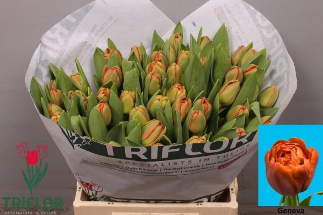 <h4>TU DU GENEVA</h4>