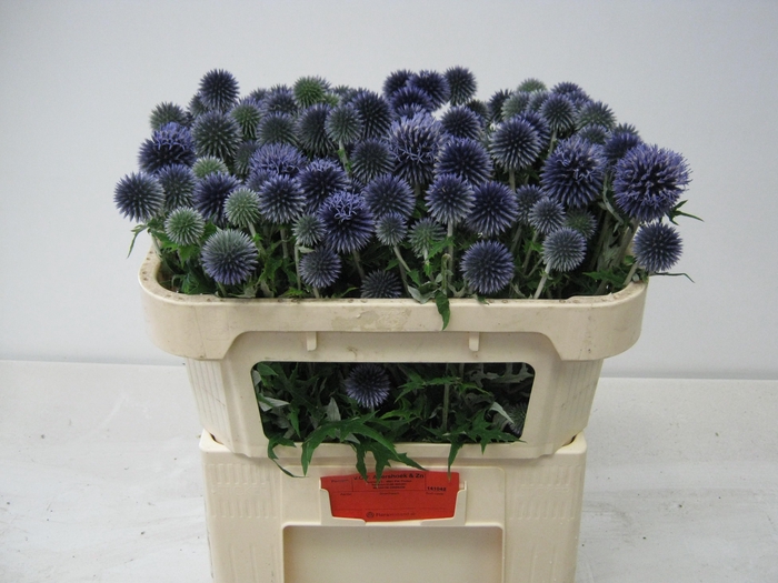 <h4>ECHIN BA BLUE GLOBE</h4>