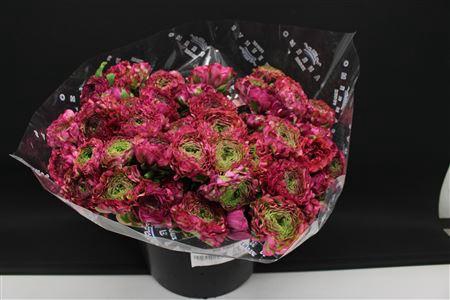 <h4>Cl Pon-pon Malva</h4>