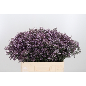 Limon Safora Lilac