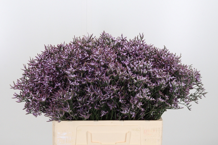 <h4>Limon Safora Lilac</h4>