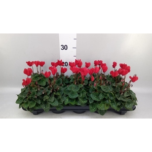 Cyclamen KL 'Verano'