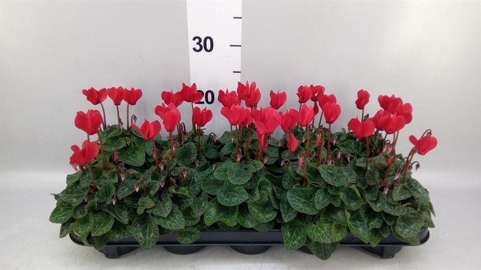 <h4>Cyclamen KL 'Verano'</h4>