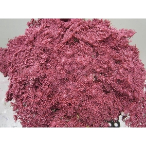 Ammi Vis Green Mist Met Rood