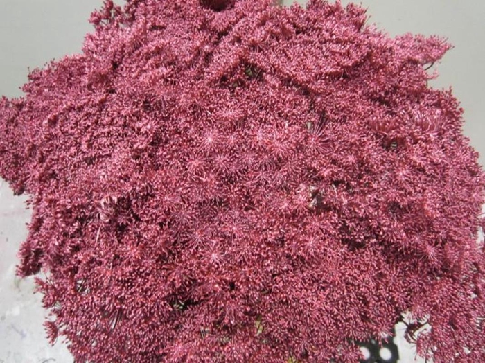 <h4>Ammi Vis Green Mist Met Rood</h4>